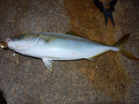 南大阪‼ベイトありツバス回遊…